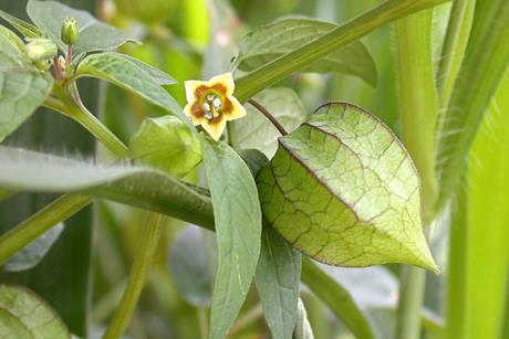 Physalis_angulata_(6181567708)
