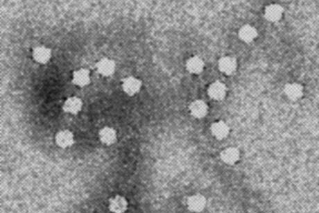 Canines_Parvovirus