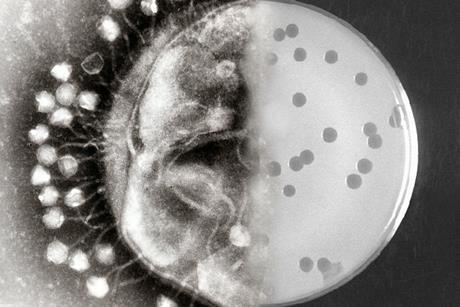 Bacteriophages_at_work