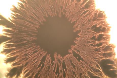 Beautiful_eye_shaped_Bacillus_subtilis_bacterial_growth_under_the_microscope_14