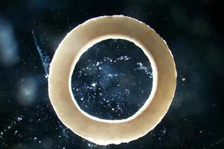 Low-Res_sciadv.adu9962-f2