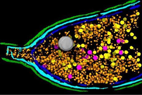 Low-Res_Press_figure_EJB