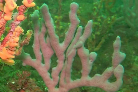 Low-Res_Marine sponge from the Sugashima coast, Japan
