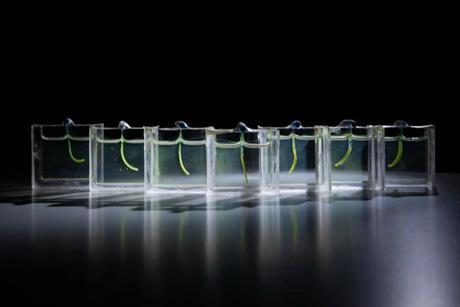 Low-Res_A collection of soft robot arms inside custom designed aquariums