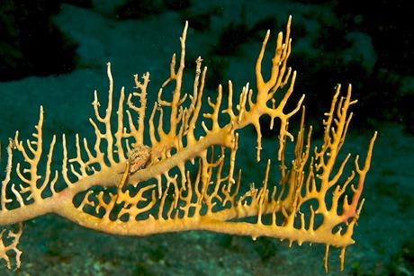 Millepora_sp._(Encrusting_Fire_Coral)