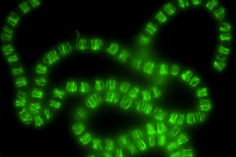 Low-Res_Fluorescent Anabaena_(c) Loose group_ISTA