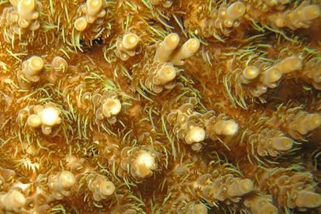 Acropora_millepora,_table-coral-feeding