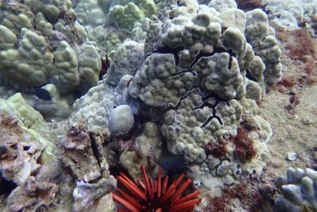 coral