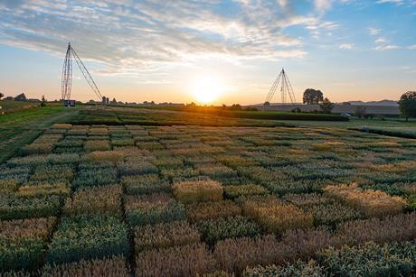 Dawn_in_the_field_near_Zurich