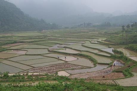 China_-_Yangshuo_29_-_Rice_Paddy_Terraces_(140905203)