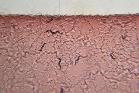 Low-Res_red worms estrem-crop