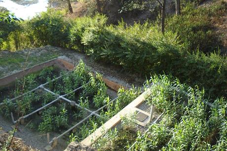 S_Koirala_Hospital_Constructed_Wetland_(4975034182)