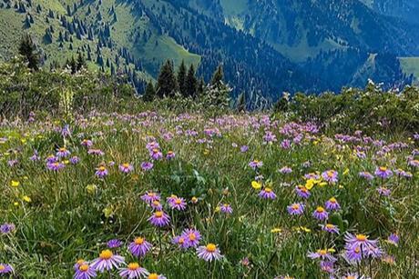 spring alpines blooming in the mountains