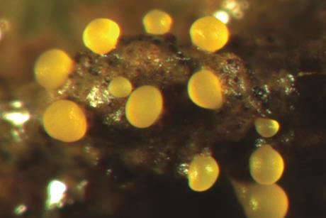 Myxococcus_xanthus