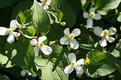 Houttuynia-cordata-1