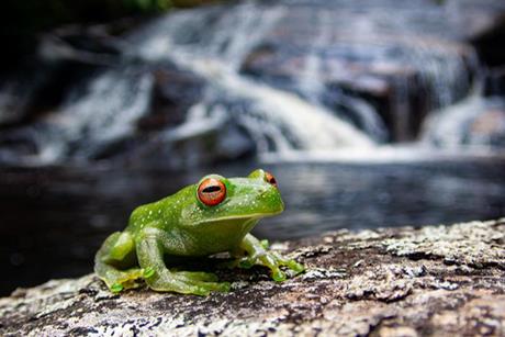 Low-Res_Becker_Frog_PSN