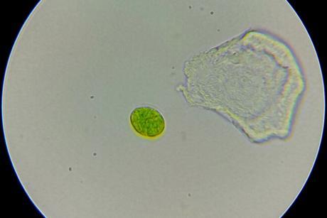 Tetraselmis_suecica_01