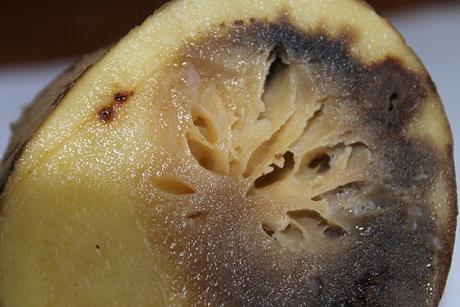 Phytophthora_infestans_5611