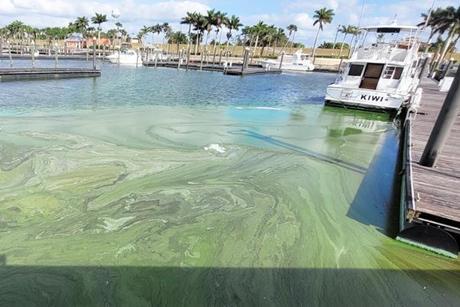 Low-Res_Algae_sample