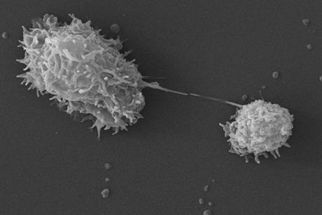 Acanthamoeba_polyphaga_PHIL11892.tif