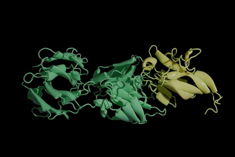 Protein-antibody interaction of H5N1 virus