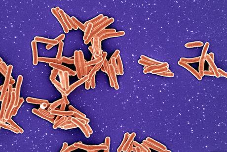 Mycobacterium tuberculosis_Bacteria
