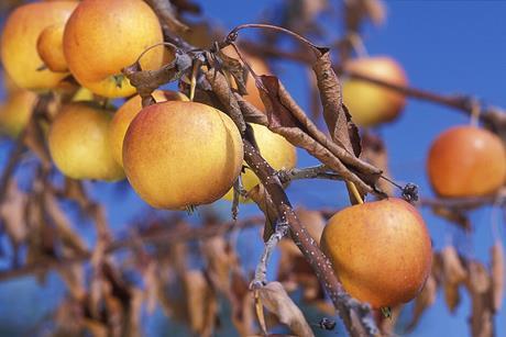 Severe_fire_blight_infection_on_apples