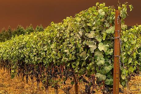 Vineyard_and_smoke_-_Flickr_-_docoverachiever