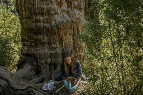 Low-Res_06_Chile_Fungi__D355244 (1)