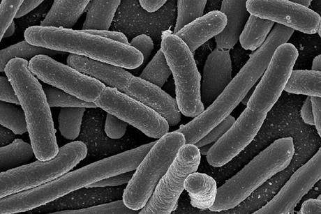 E. coli Bacteria