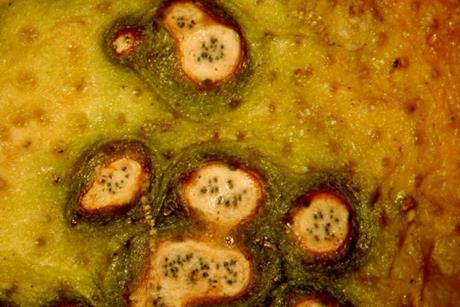 Citrus_Black_Spot