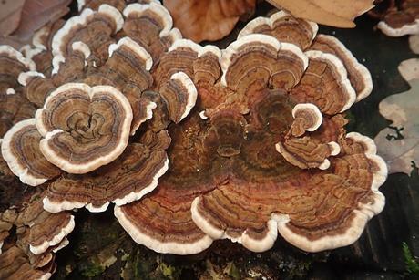 Trametes_versicolor_103224053