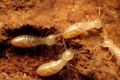 Termites_(30864662314)