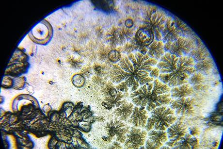 Microscope_view_of_Bacillus_subtilis_2