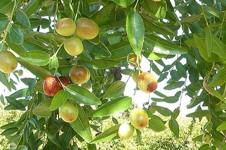 Alb-Z._jujuba-fruit-8