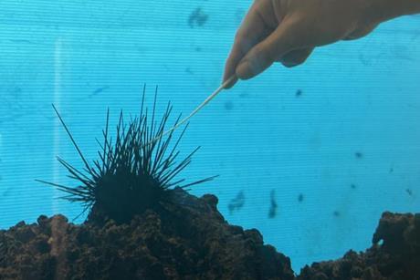 Low-Res_2. Close-up of hand swabbing sea urchin underwater tank