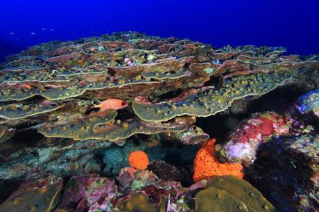 Flower_Garden_Banks_National_Marine_Sanctuary_coral_crest