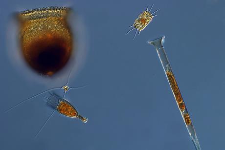 Planktonic_protists