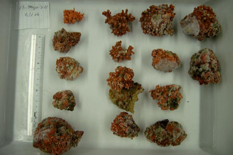 Low-Res_Fig1 Frozen Rhodoliths