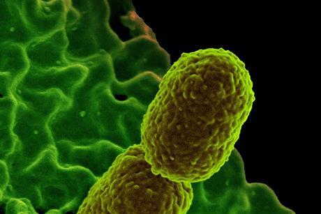 Klebsiella pneumonia Bacterium with Human Neutrophil