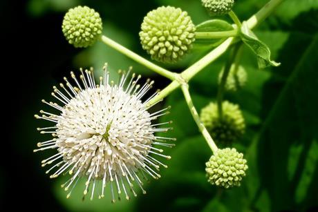 Buttonbush_--_Cephalanthus_occidentalis