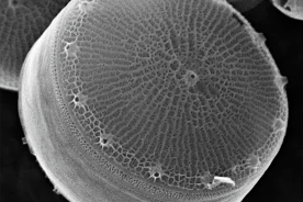 Thalassiosira_pseudonana