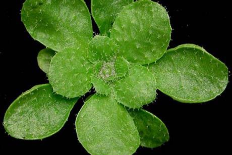 Arabidopsis_thaliana_rosette