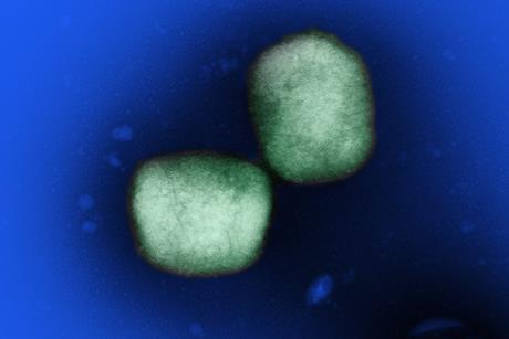 Mpox_Virus_-_53859045520