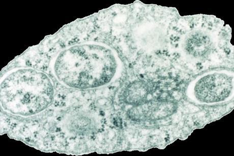 960px-Wolbachia