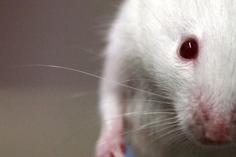 Lab_mouse_mg_3135