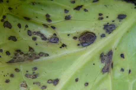 Turnip_yellow_mosaic_virus