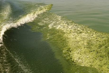 Algal_bloom_in_Lake_Erie_(8740853887)