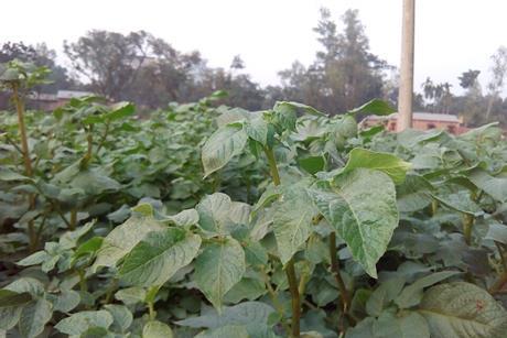 Solanum_tuberosum_03_03_16