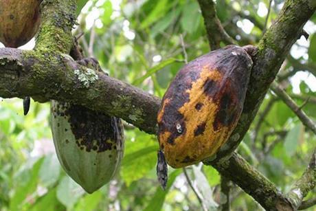 Low-Res_black-pod-rot-plantvillage-penn-state